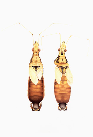 Illustration for article titled The Mutant Art of Radioactive Insects